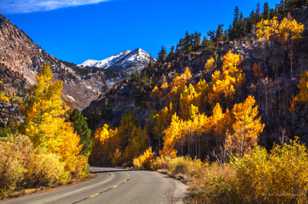 Aspens along road to South Lake-9537 Aspens along road to South Lake-9537